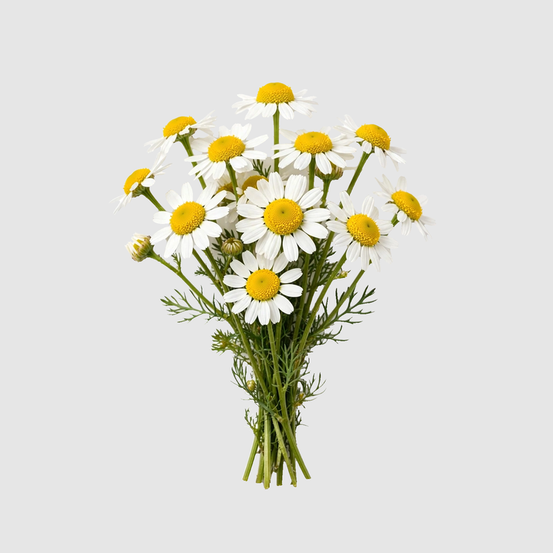 Chamomile Extract 