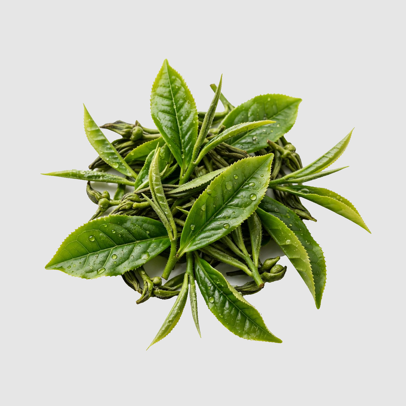 Green Tea Extract 